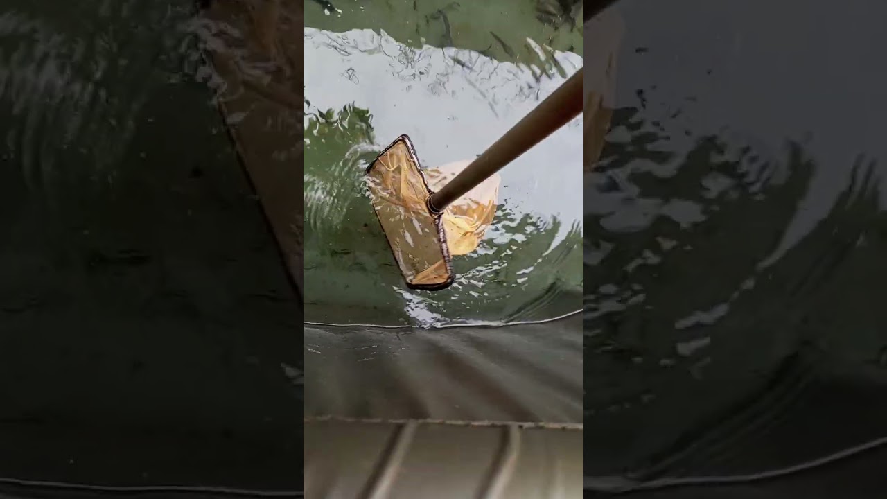 150 catfish diary: Feeding right 2