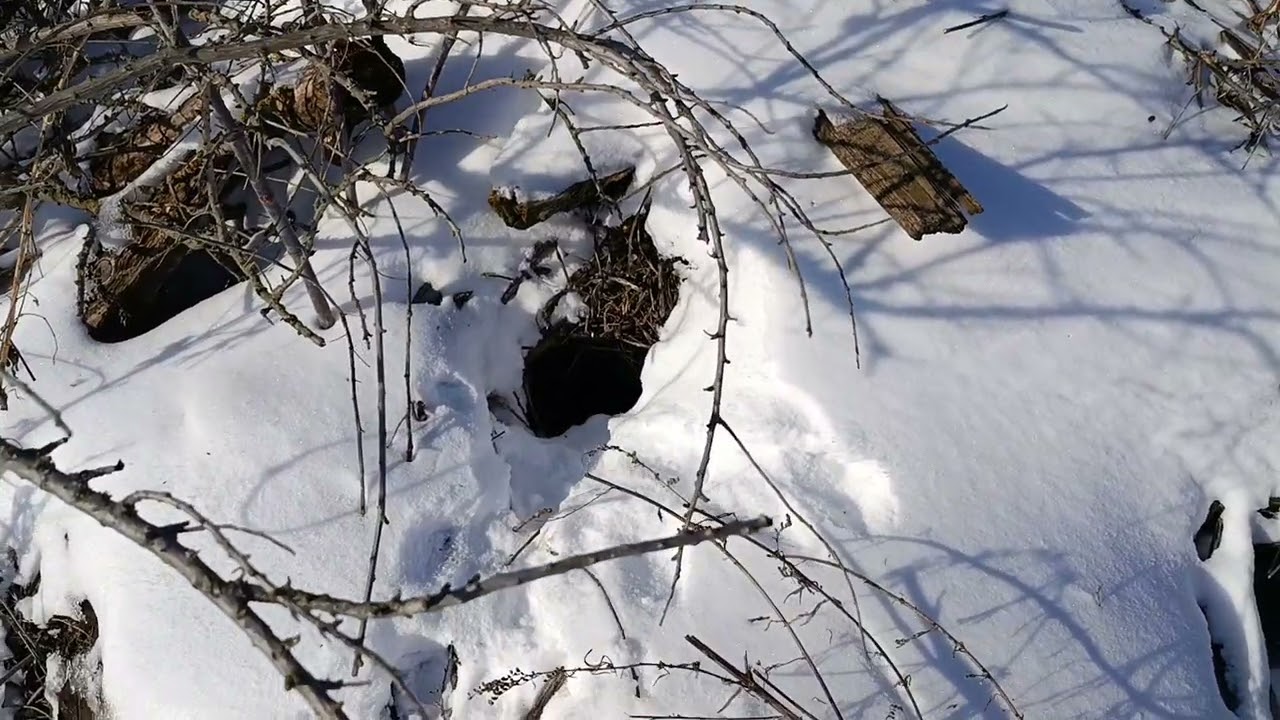 Это Интернациональная разбойная группа орудует около курятника.