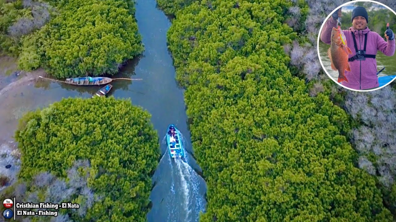 Pesca de PARGOS y CURVINAS en MANGLARES con LUNA LLENA 
