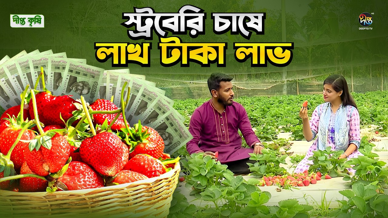 Deepto Krishi l ১ বিঘা জমিতে স্ট্রবেরি চাষ করে ৫ লক্ষ টাকা লাভ |Strawberry Farming Success l EP 1809