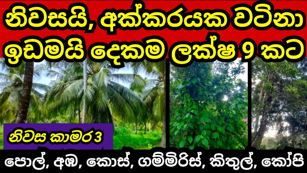 නිවස සමග අක්කරයක ඉඩම ලක්ෂ 9 කට | Pol idam | Coconut land | House sale | Land for sale | Aduwata idam