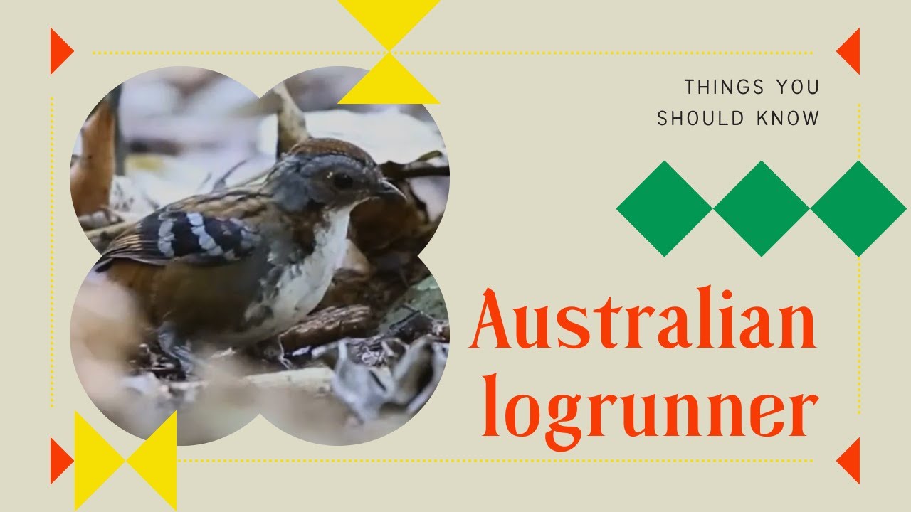 The Australian Logrunner: A Tiny Bird with Big Survival Skills! 🐦🍂