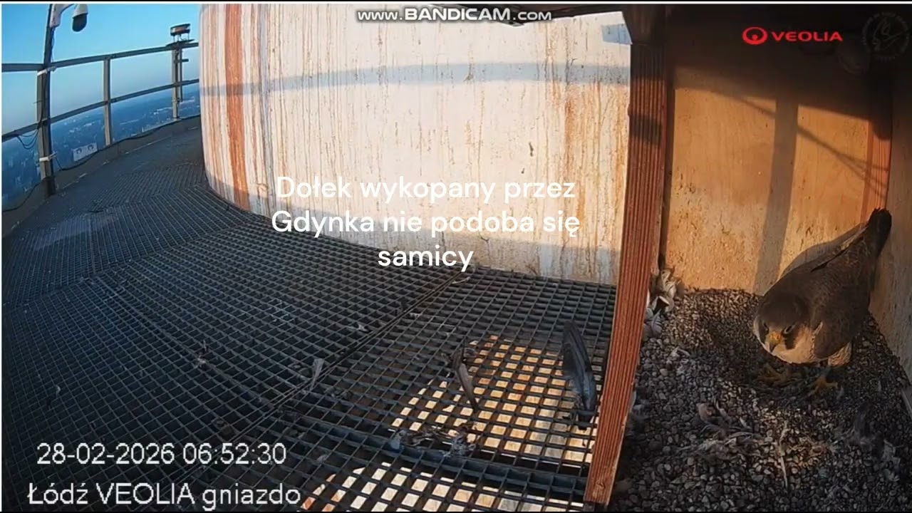 Afrodyta urządza się w budce po swojemu.  Veolia łódź, 28 02 2026