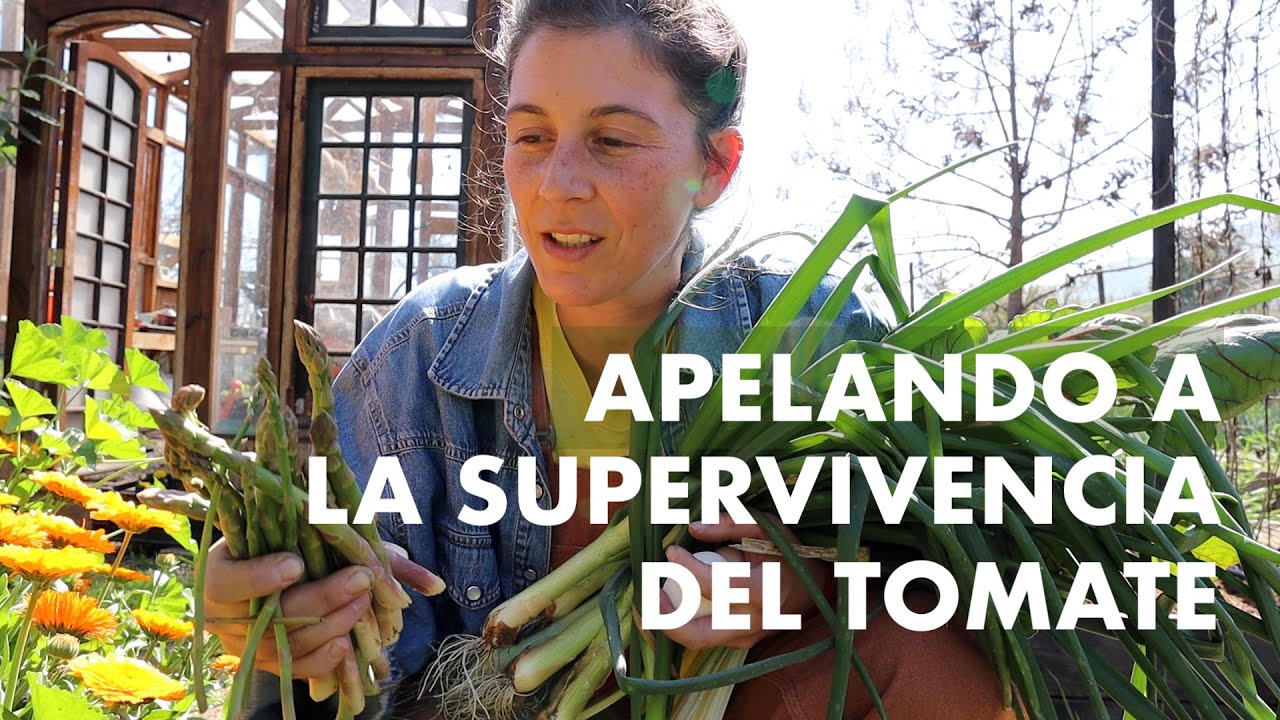 Arruiné los Tomates! Apelando a su increíble capacidad de sobrevivir! #VideoPopurri #AporcarlasPapas