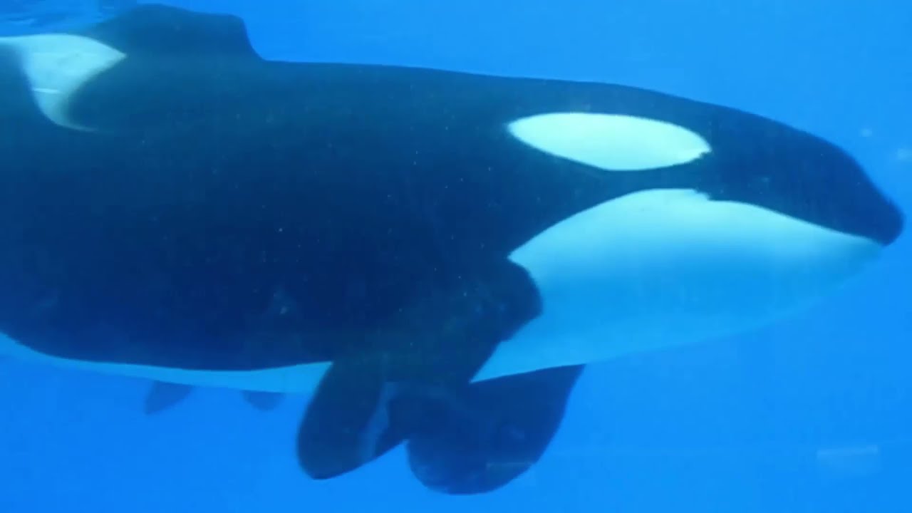 SeaWorld Orlando - Katina - 2015/2016