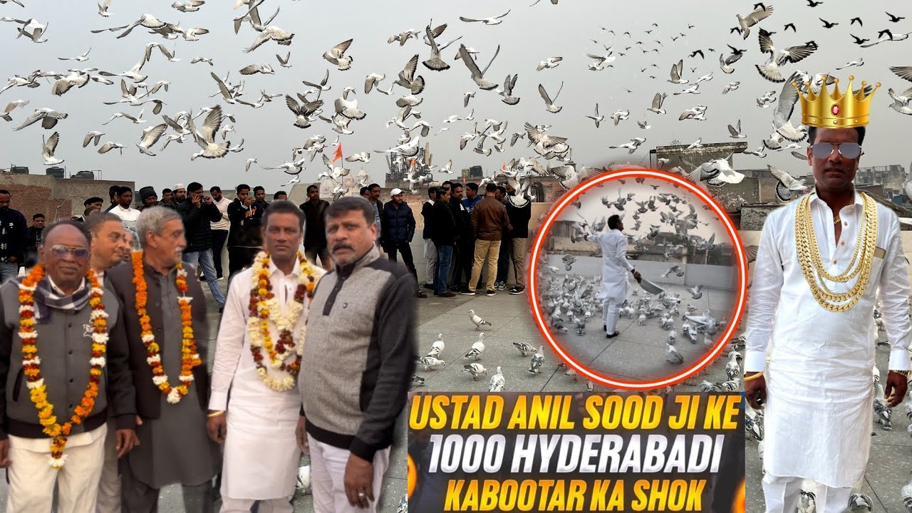 Ustad Anil Sood Ji Ke 1000 Hyderabadi Kabootar Ka Shok ll 1000 हैदराबादी कबूतर दिल्ली // 26 January