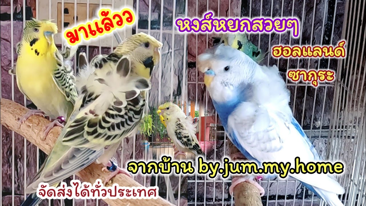 อัปเดตนกหงส์หยก ซากุระ TCB ECB นกสวยๆ จากบ้าน by.jum.my.home จัดส่งได้ทั่วประเทศ