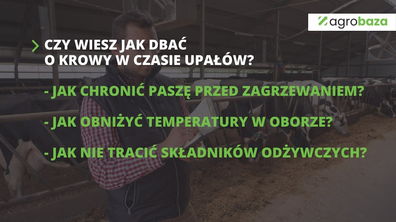 Stres cieplny - jak sobie z nim radzić? Co zrobić w oborze latem? Efektywne Żywienie Bydła