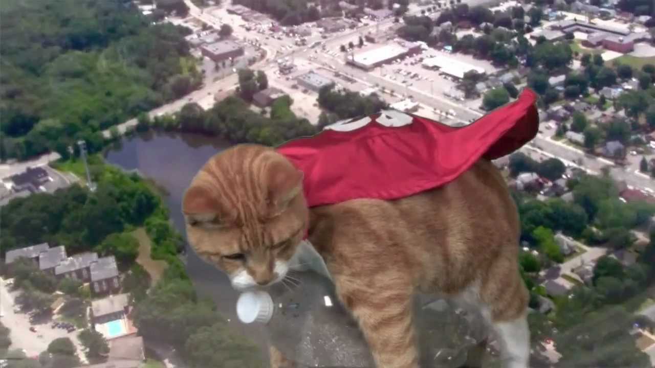 The Adventures of Recycle Kitty