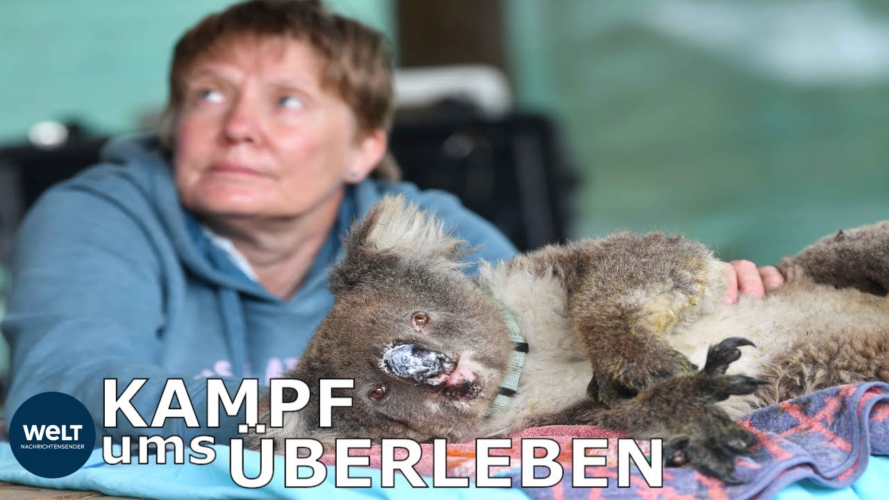 KOALAS, WOMBATS UND CO.: Wie Freiwillige versuchen Australiens Tiere zu retten