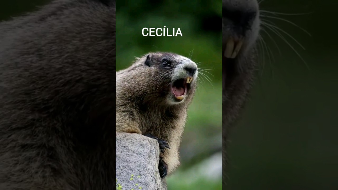 #Marmota chamando Cec&iacute;lia 🤭