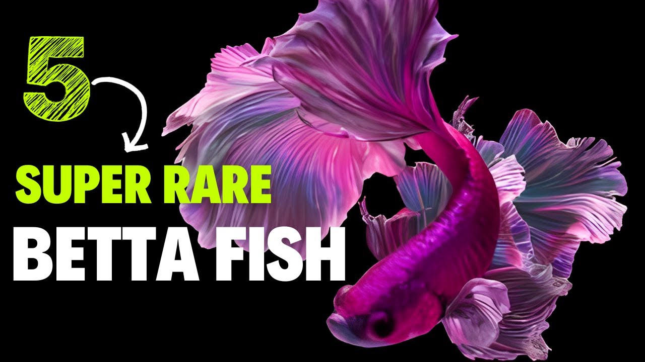 Top 5 Super Rare Betta Fish