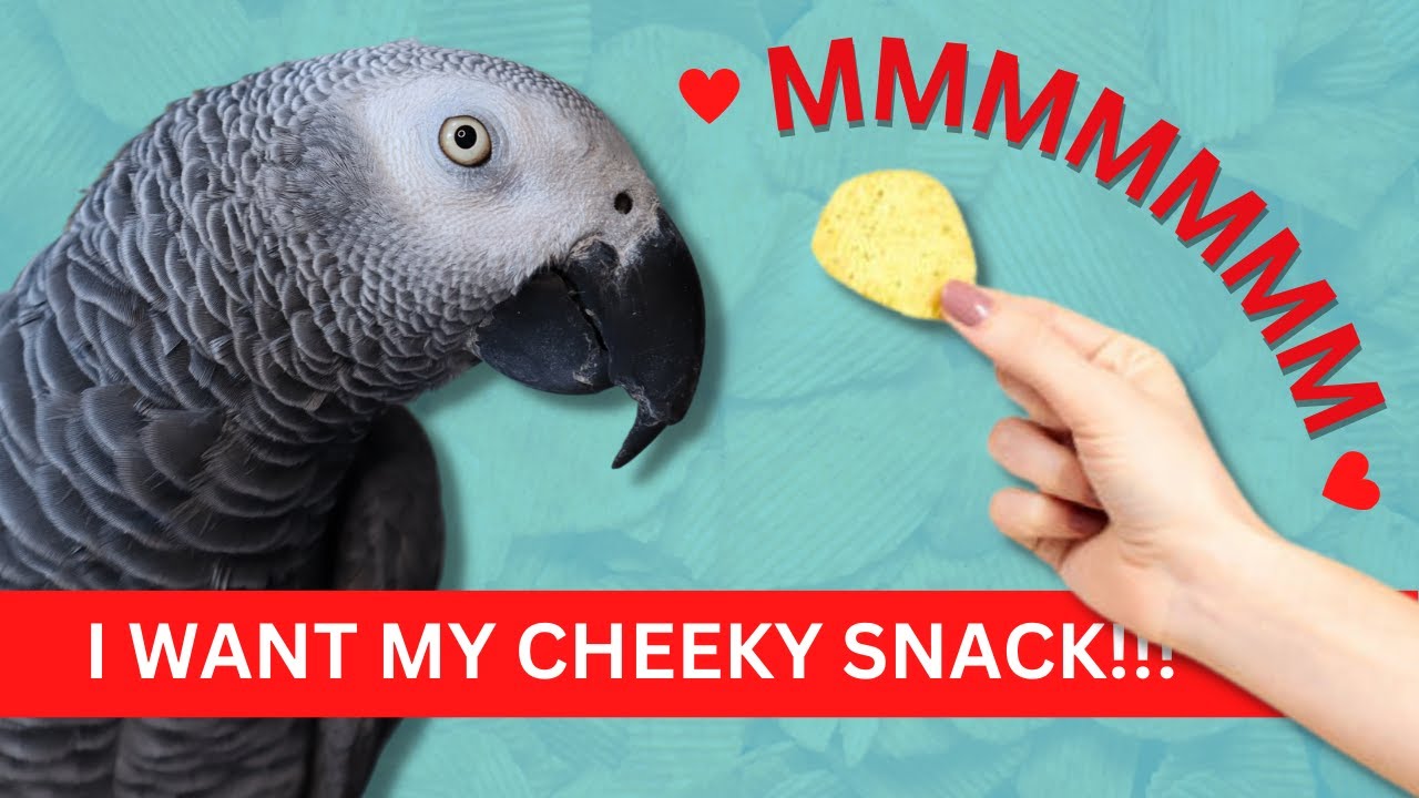 Gizmo Works me For A Cheeky Snack