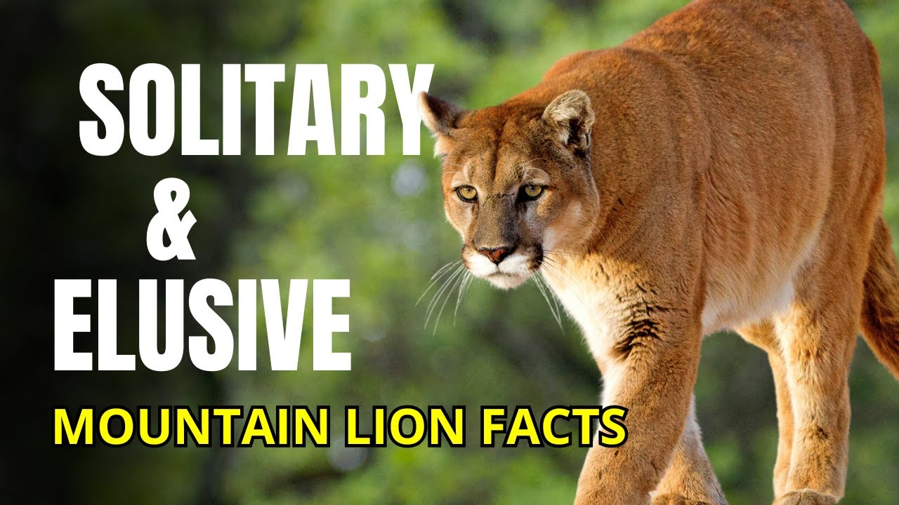 10 Amazing Facts About Mountain Lions
