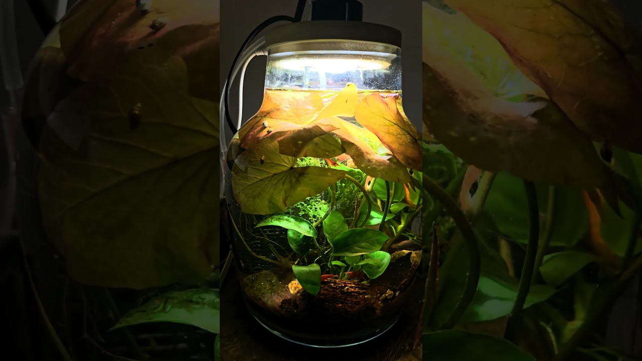 My office  Desk Light Aquarium | 2-Month Update! | Мой офис Настольный светильник Аквариум 
