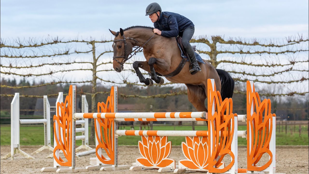 Penelope O W - 2020 mare by Golddigger x Cassini Gold @ home