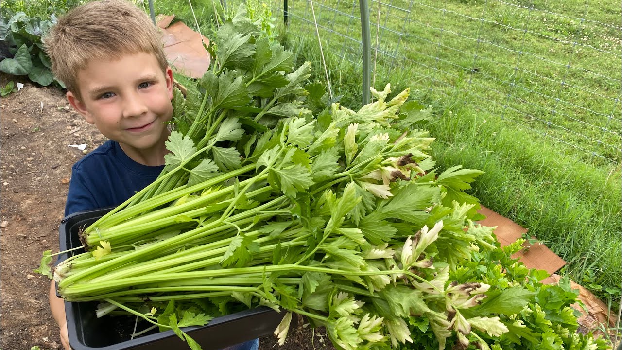 Harvesting and preserving celery