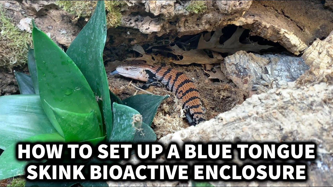 How to set up a Blue Tongue Skink BioActive Enclosure with The Bio Dude