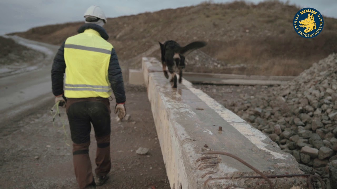 Hundmarschen Räddningshund film 5