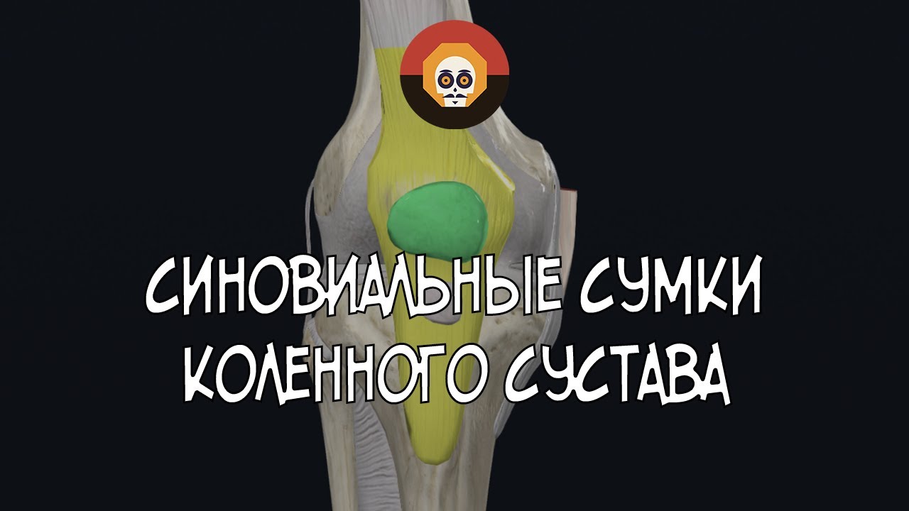 Синовиальные сумки КС 3D Анатомия