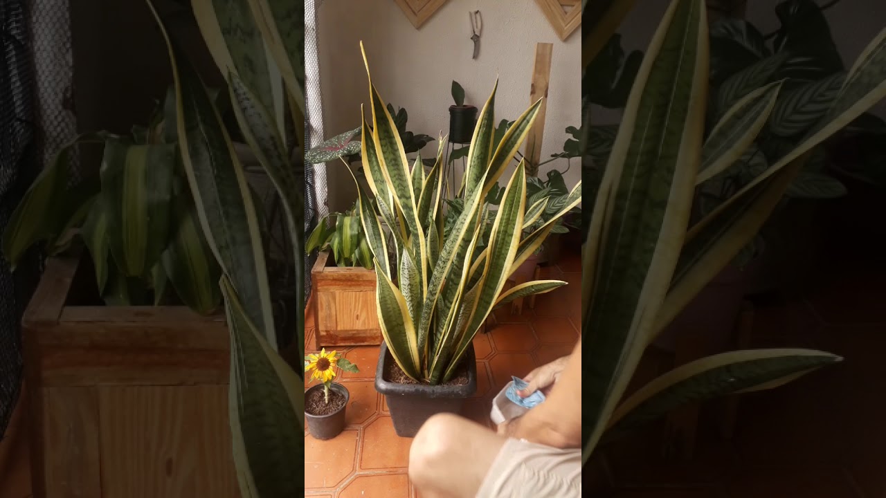 Benef&iacute;cios da Espada de Santa B&aacute;rbara