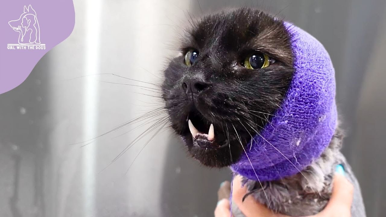 The Very Sad Story Of A Cat Taking A Bath 😂