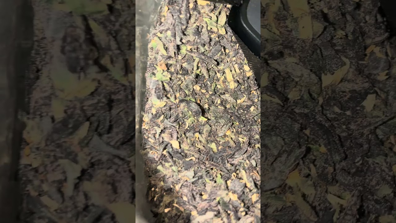 Purple Urkle Trim Thca small buds