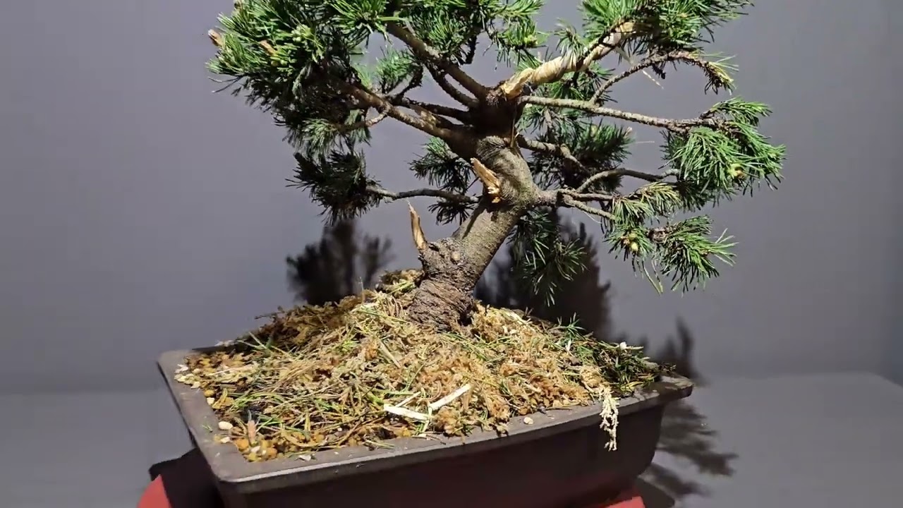 KIEFER  Pinus mugo - Baumschulpflanze wird zu Bonsai Rohmaterial - V25-026