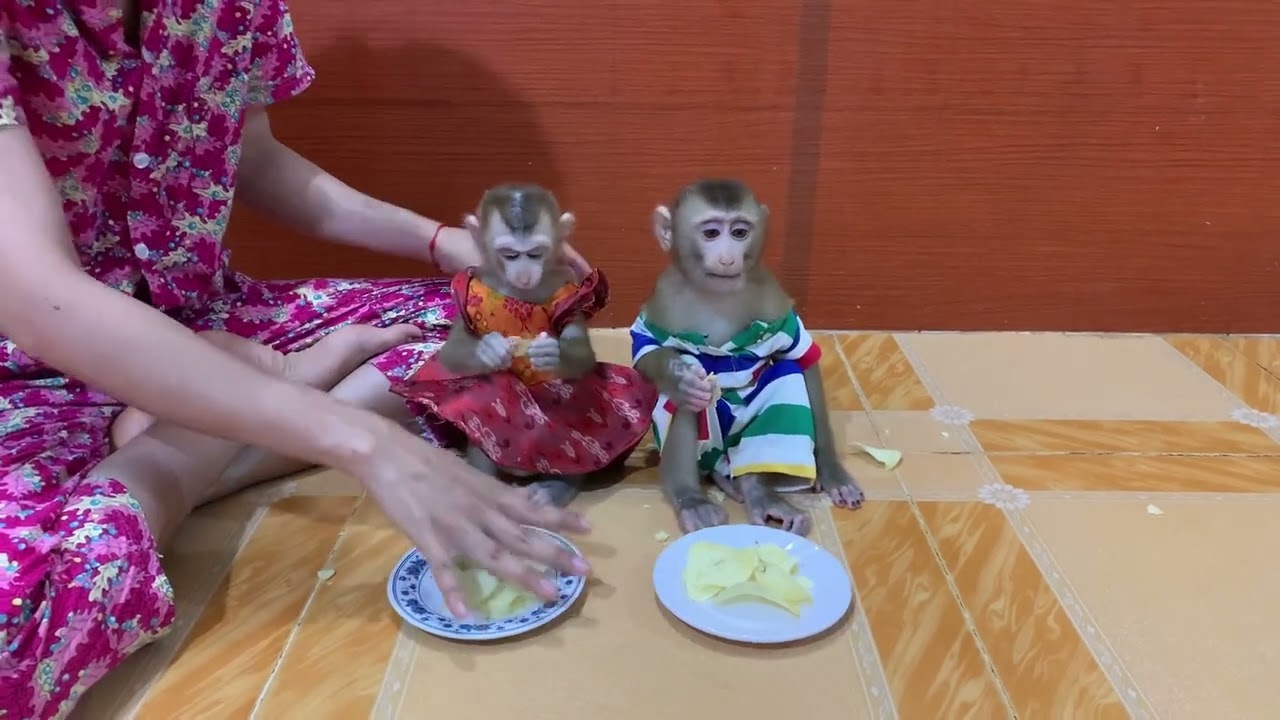 The most beautiful baby monkey ROJO waiting mom cutting oranges for eating and playing