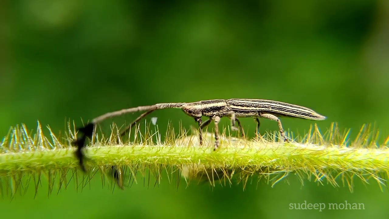 Agapanthia suturalis Macro Videography
