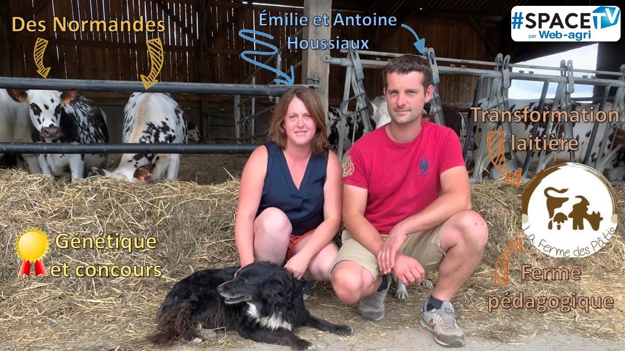 La ferme des Pâtis (14) : des Normandes, de la génétique, de la transfo laitière et des visites