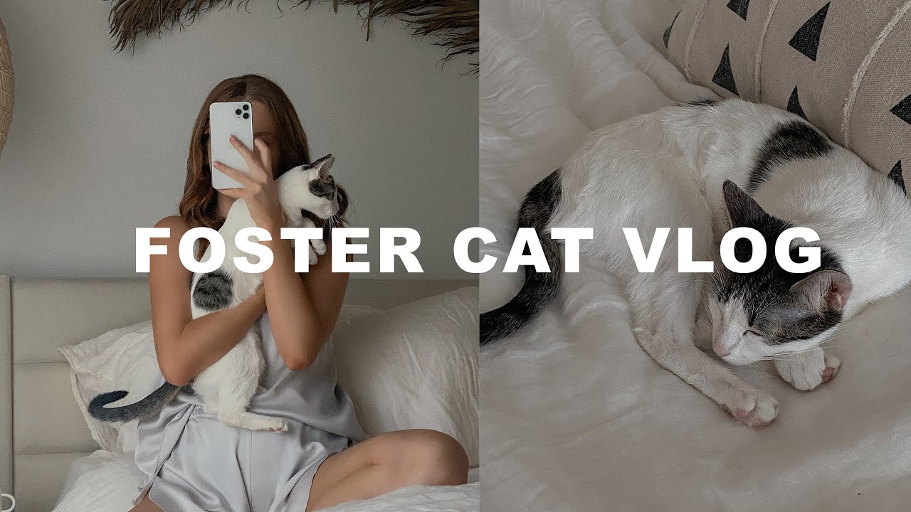 FOSTER CAT VLOG - picking up our new foster cat, introducing her to our home, pet store haul + more!