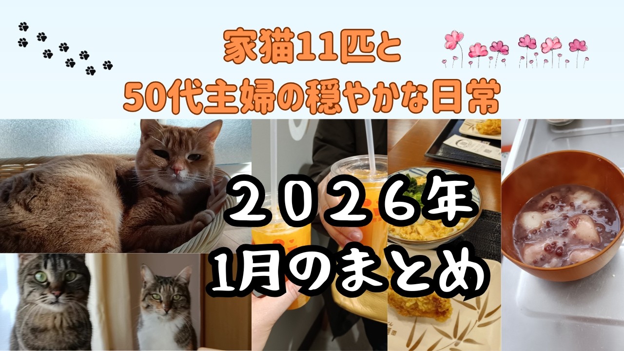 2026年1月のまとめvlog/保護猫11匹の日常/鏡開きでおしるこ作り/休日のお出掛け