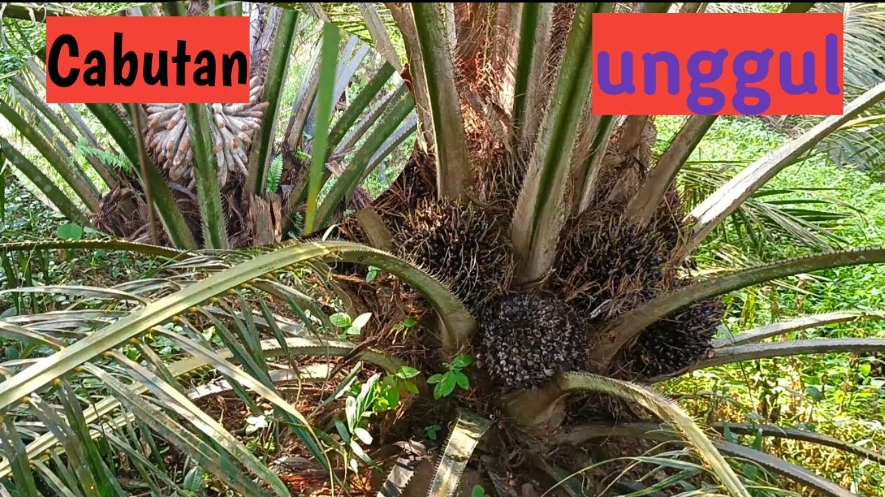 Perbedaan menanam sawit unggul dan cabutan