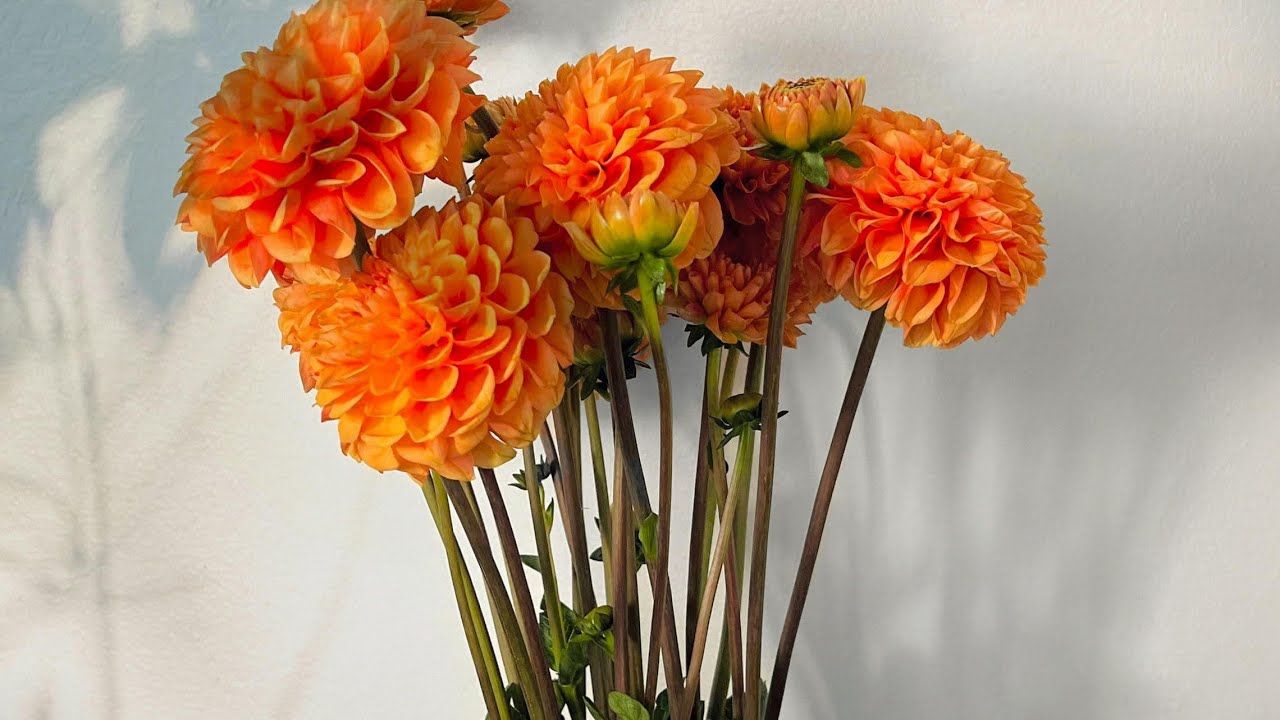 Dream Pharmacist Vlog is live