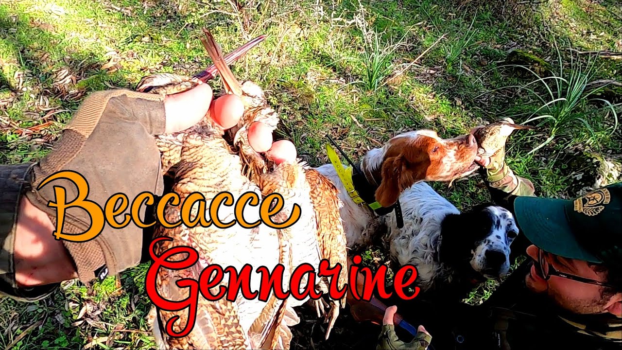 BECCACCE PEDINATRICI - Un Sabato Mattina di fine stagione  - Hunting WoodcocK - Caza alla Becada