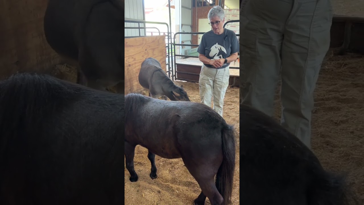 An Update on Harriet, Harley and Houdini!