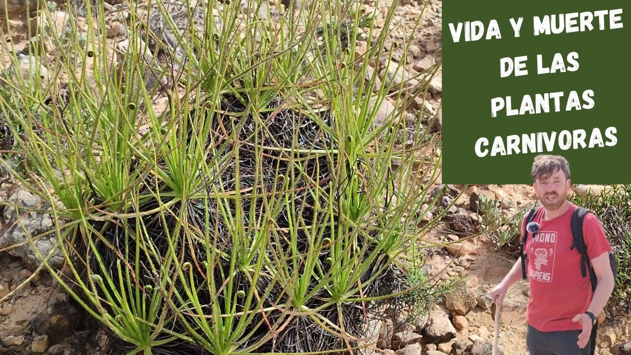 Pradera REPLETA de Plantas Carnívoras en España | Drosophyllum lusitanicum