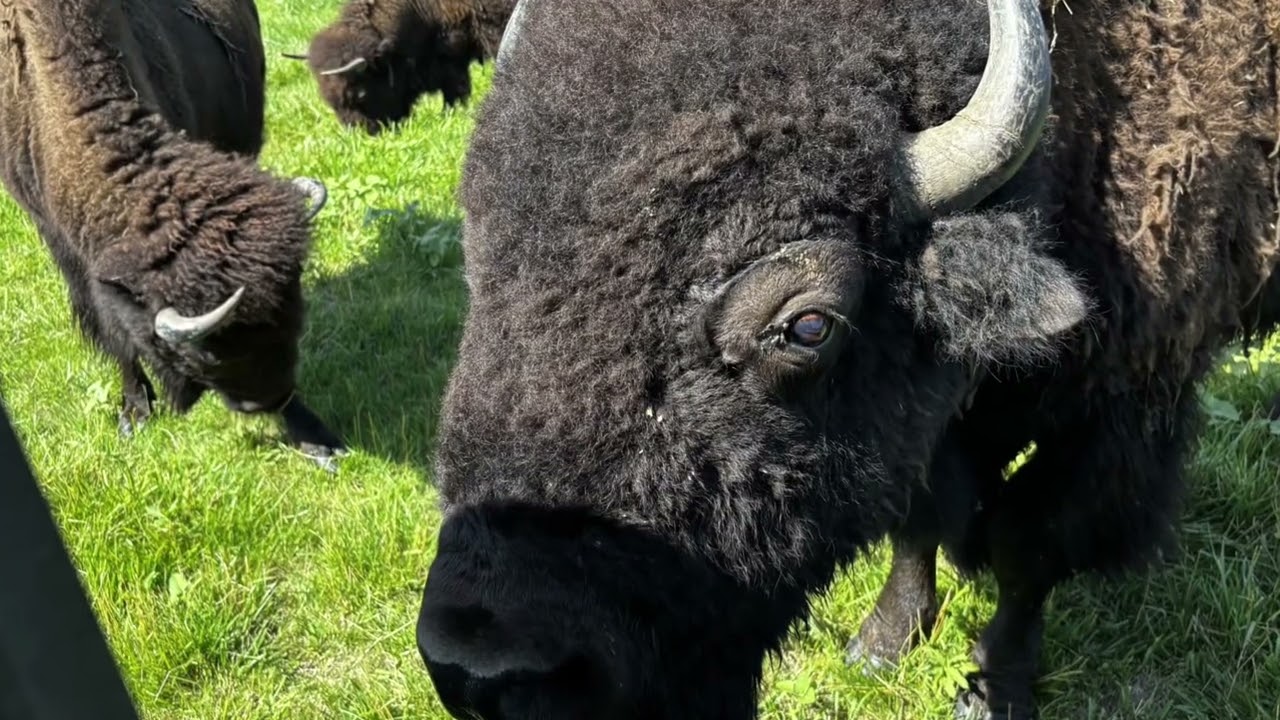 Feeding the Buffalo on Daughters Ranch