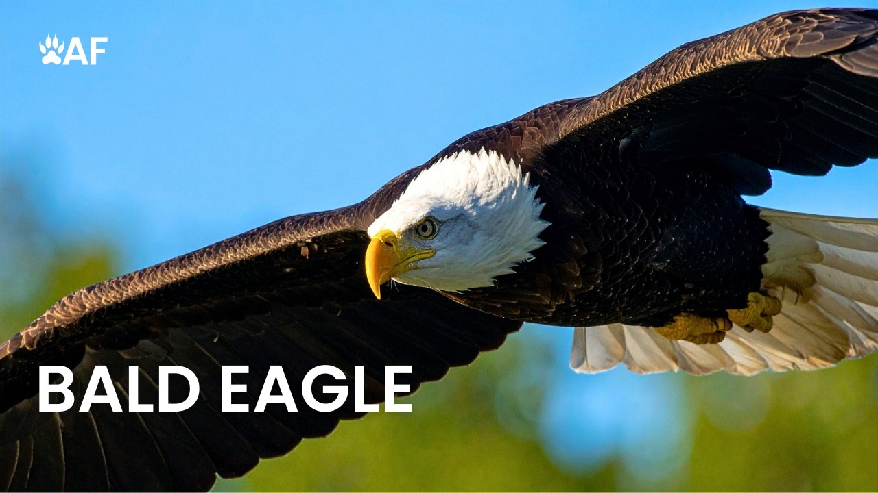 Bald Eagle: How They Live and Hunt in North America | Animals 4K