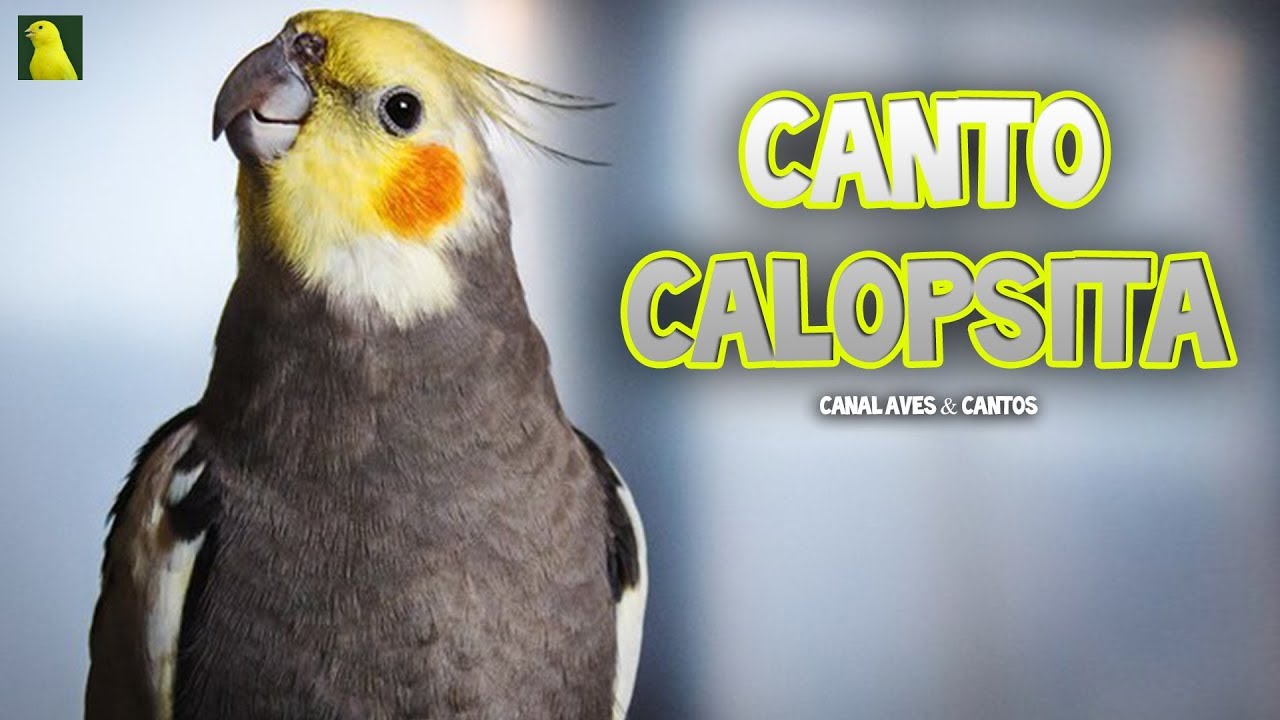Canto de Calopsita: 1 Hora Para Treinar Calopsitas (Canto Pr&oacute;prio)