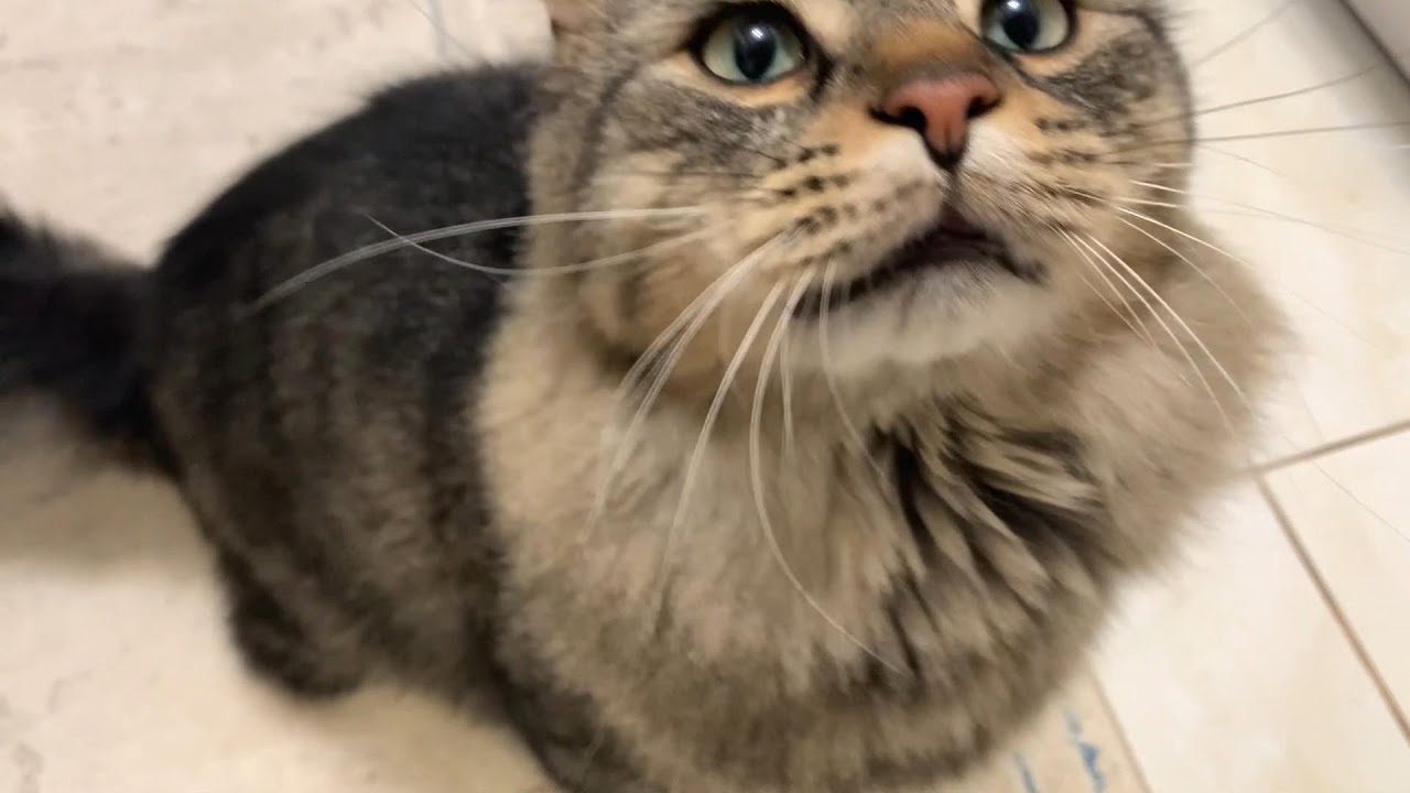 My Cat Always Does THIS Just Before Eating (Watch Till End!)😹
