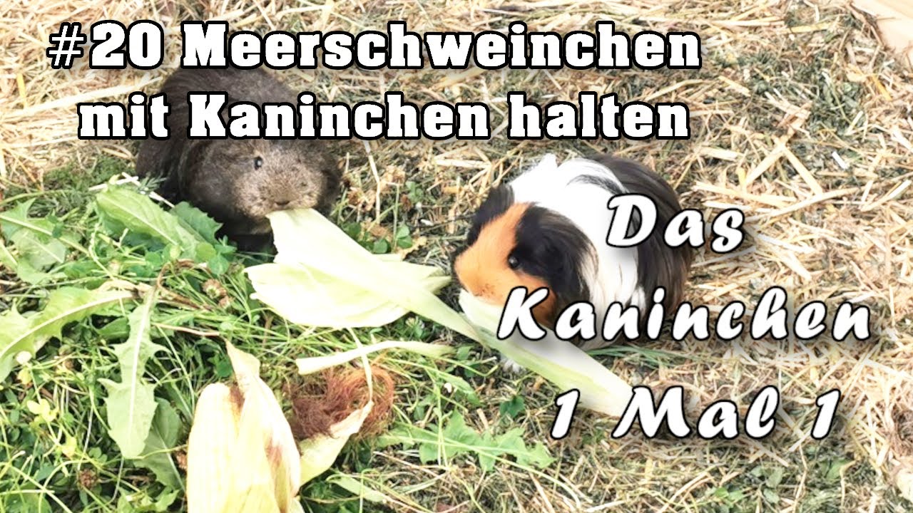 Kaninchen mit Meerschweinchen zusammen in einer Gruppe halten