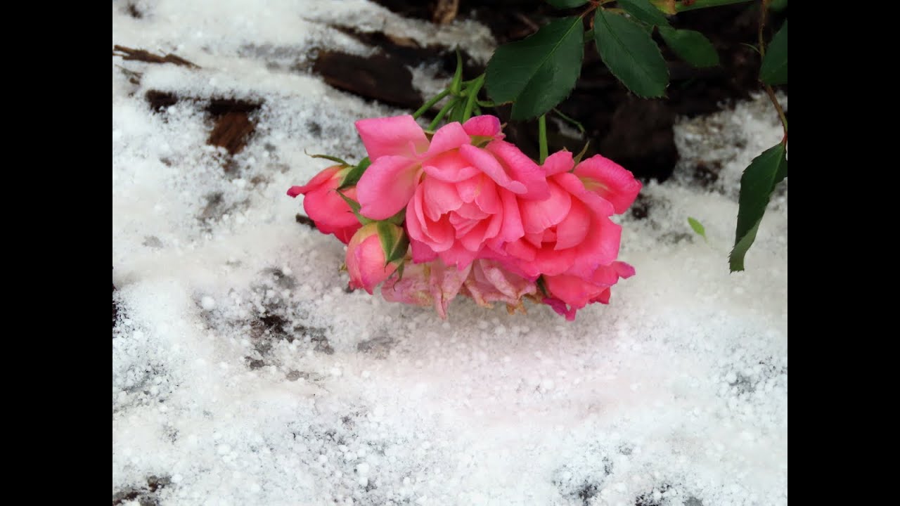 Slushy Snow 1-21-25 (pt 5)
