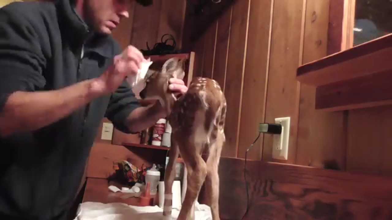 Bathing. Baby deer rescue and release