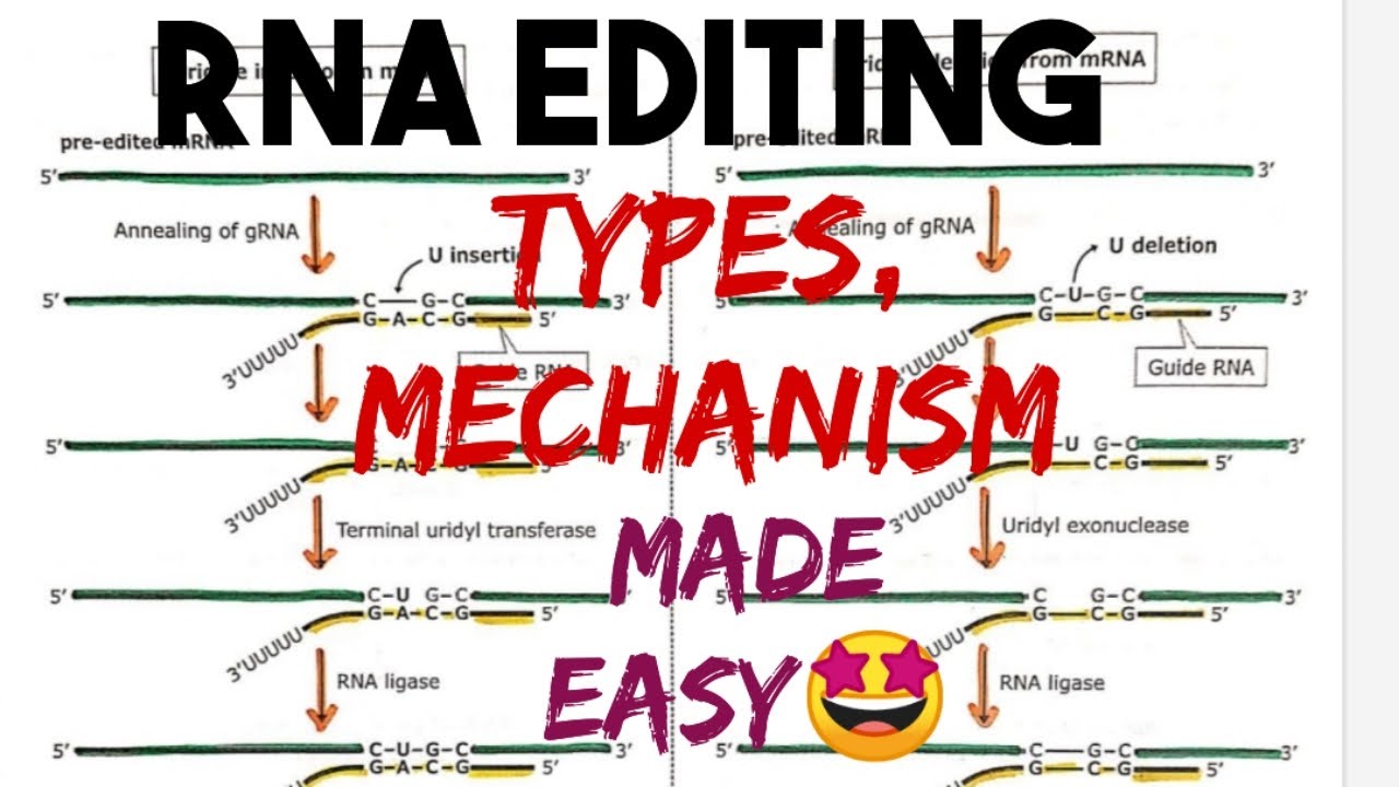 RNA Editing / RNA Modification (Types, Mechanism, Example) #molecular_biology 🤩