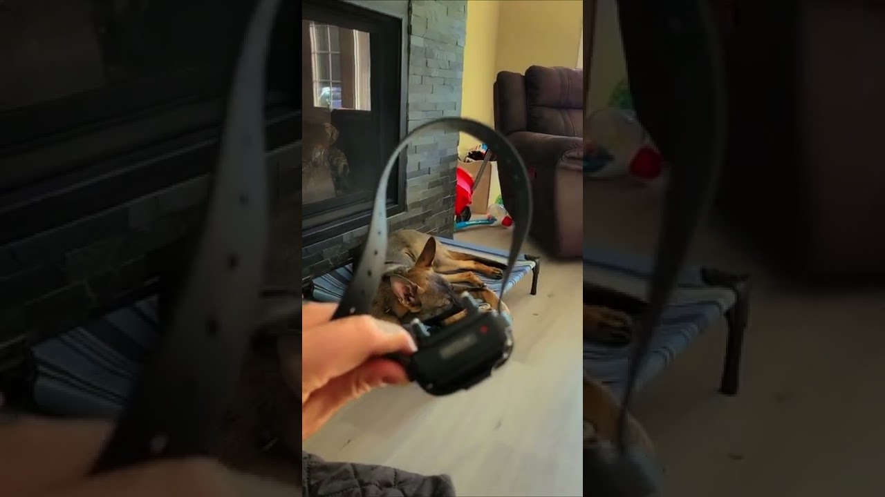 E-Collar secrets! | Shield K9 Clips #dogtrainingtips
