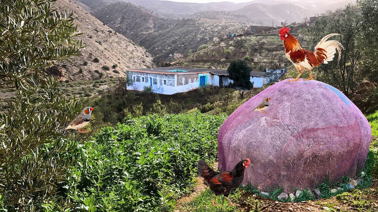 الاجواء القرية في فصل الشتاء وموسم الجلبان والفول البلدي في مزرعة مدرجة واللوز... #الحسيمة_المغرب 