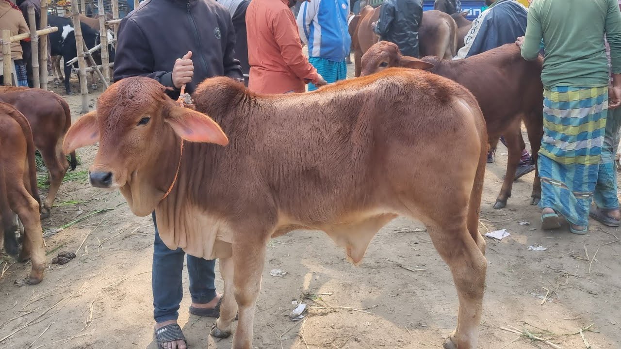 @আজ ৯ জানুয়ারি ২৬ | প্রচুর চাহিদা সম্পূন্ন শাহিওয়াল ষাঁড় বাছুর গরুর দাম | আমবাড়ি হাট | দিনাজপুর 