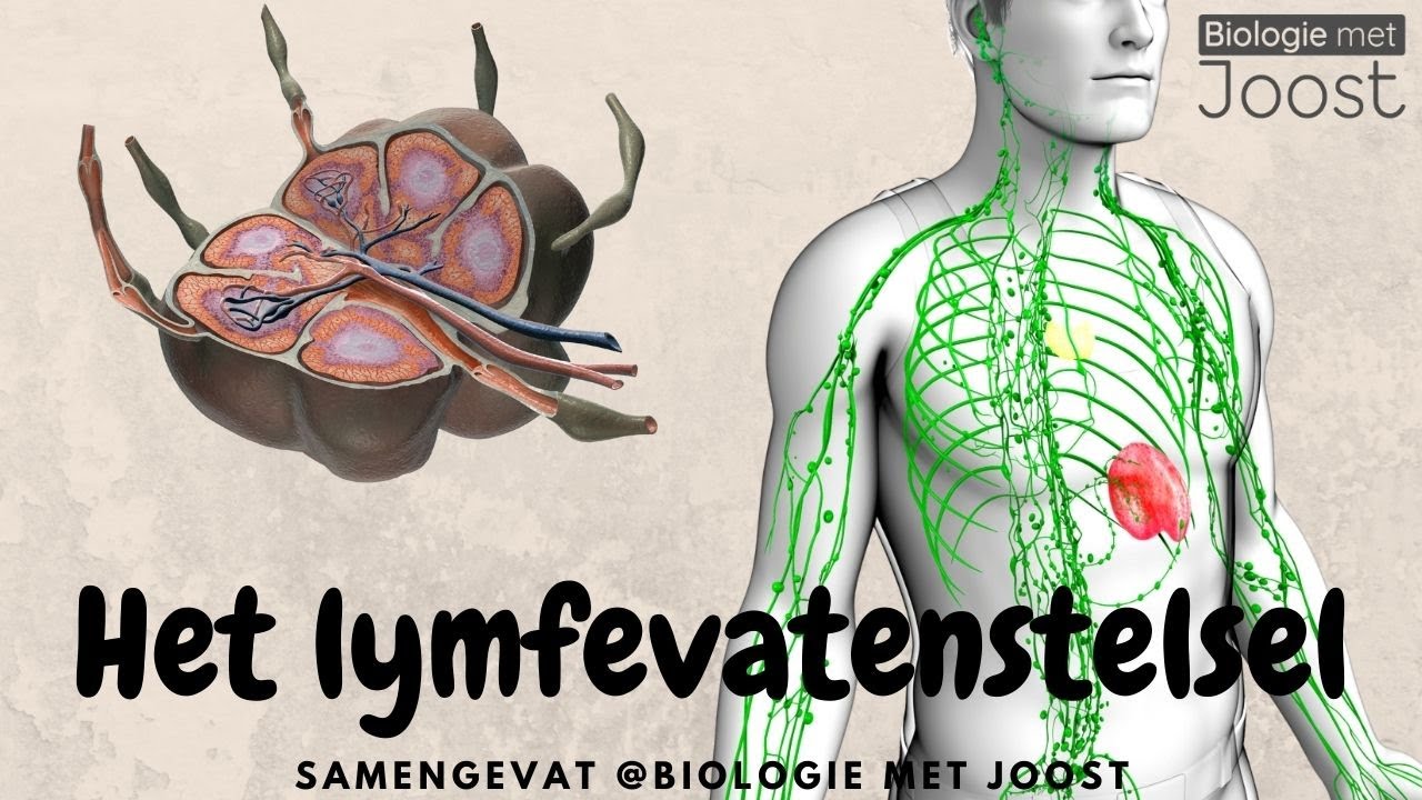 Het lymfevatenstelsel | Samenvatting